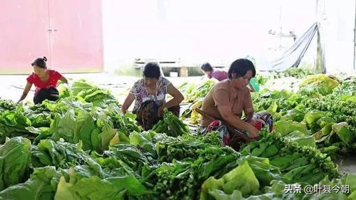河南叶县6000多亩烟叶进入了 赶烤季 ,烟农可增收2500万元