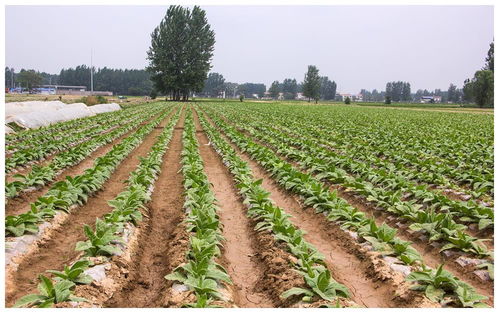 安徽农民种植烟草,收获之后销路发愁 每亩能收益多少